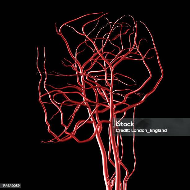 Foto de Cérebro Vias e mais fotos de stock de Artéria Humana - Artéria Humana, Artéria cerebral, Ciência