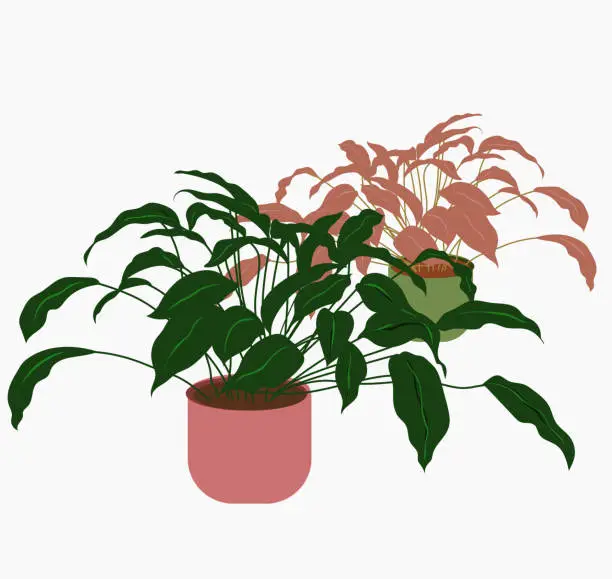 Vector illustration of Potted Indoor Plant Tear Drop Leaves Pink Green Pots