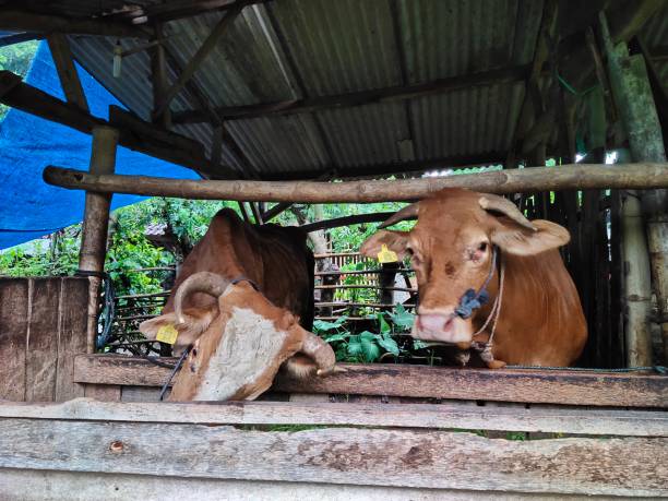 istock Photo of several cows eating in their stalls 1443401868