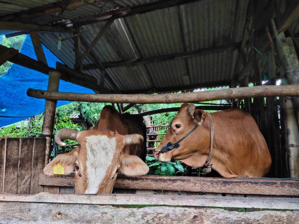istock Photo of several cows eating in their stalls 1443401880