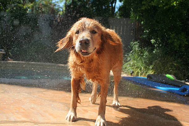 istock Golden Retriever at the pool 144340316