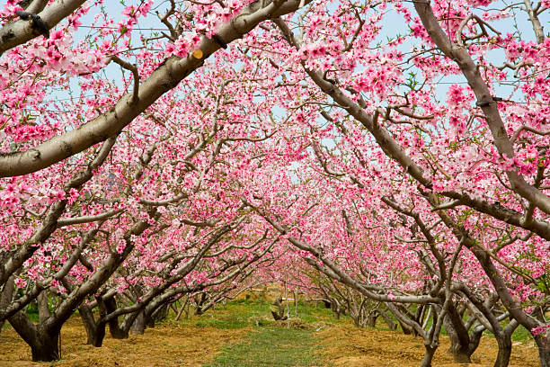 istock hurst of peach blossom 144340343