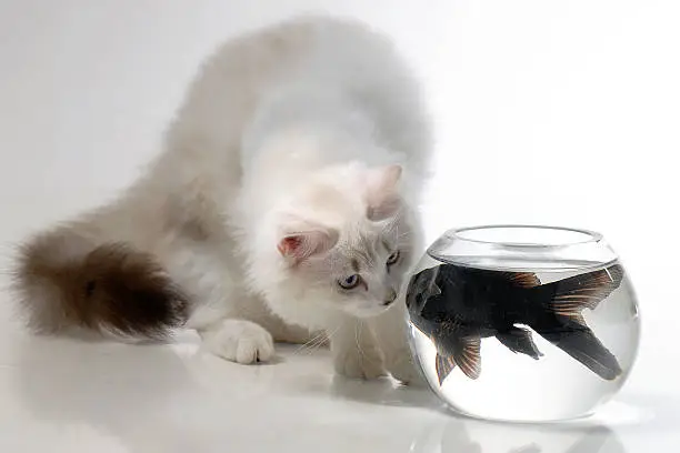 A cat and a fish in a staring contest.