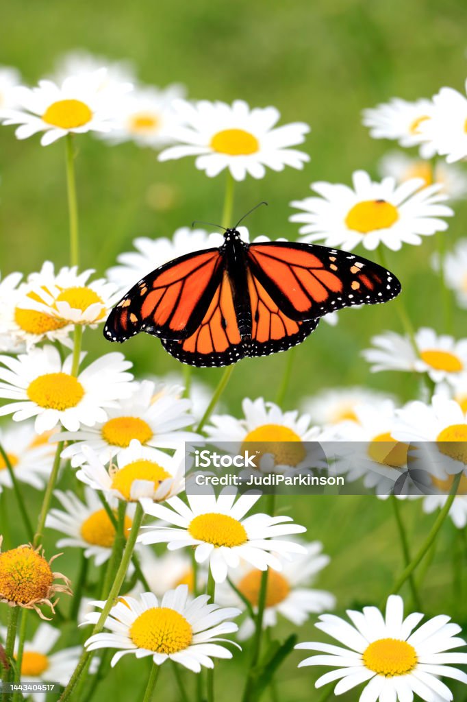 Monarch Butterfly Sitting on a Shasta Daisy Chrysanthemum Flower in a Flowerbed A Monarch Butterfly resting on a Shasta Daisy, Snow Lady,  Chrysanthemum Flower, surrounded by other Shasta Daisies, some spent, in the garden. Monarch Butterfly Stock Photo