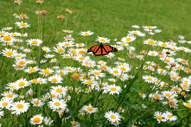Monarch Butterfly Sitting on a Shasta Daisy Chrysanthemum Flower stock photo