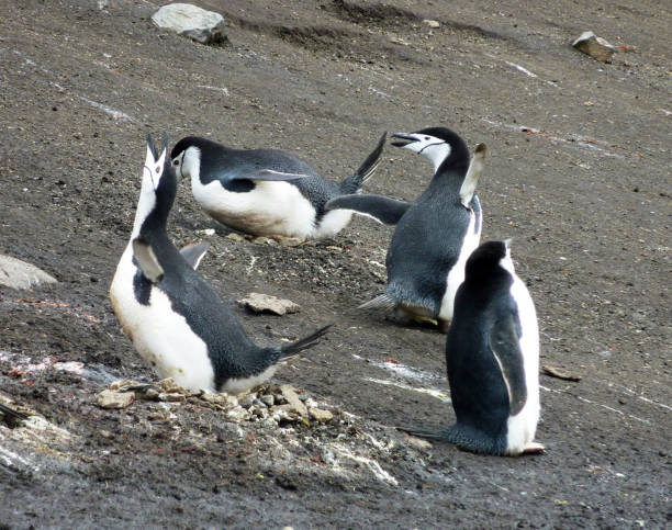 istock Beautiful Deception Island,Antarctica pictures 1443404618