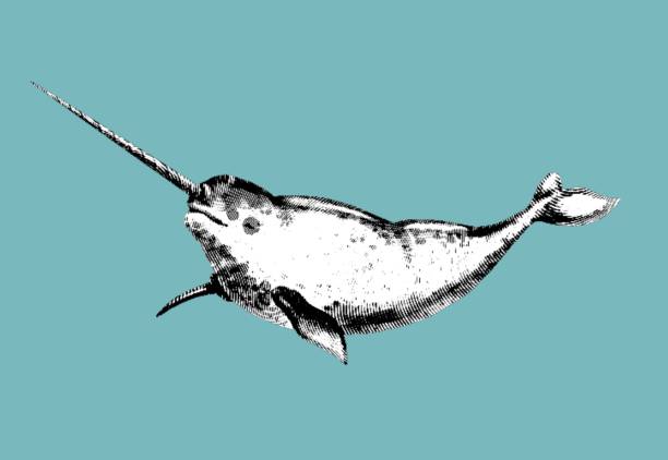 Narwhal Engraving A Realistic Illustration Of A Narwhal Graphic