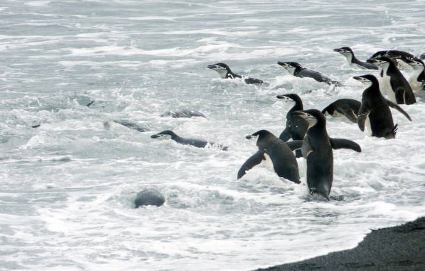 istock Beautiful Deception Island,Antarctica pictures 1443404736
