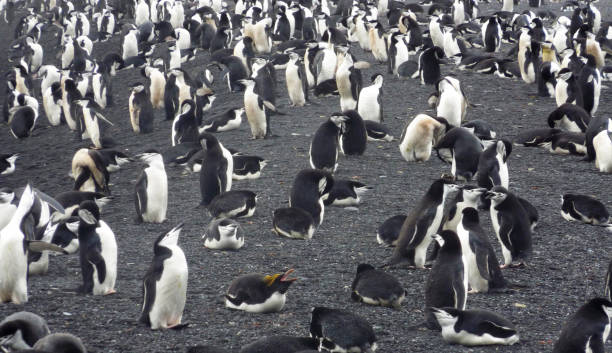 istock Beautiful Deception Island,Antarctica pictures 1443404848