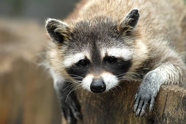 istock Raccoon portrait 144340541