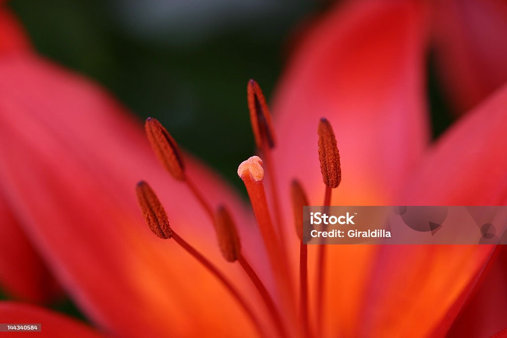 Lily detalle - Foto de stock de Cabeza de flor libre de derechos