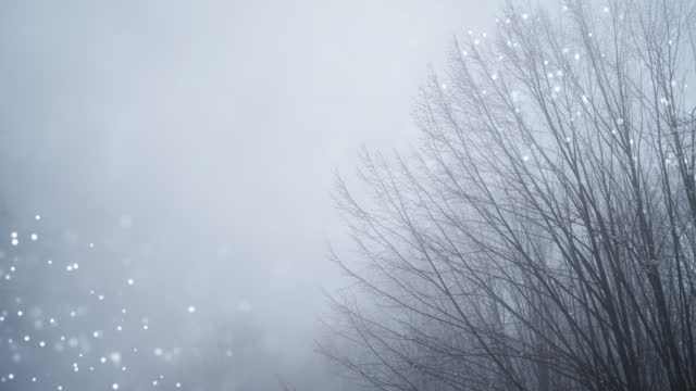 4K Video Winter forest on with falling snow. new year Christmas background.