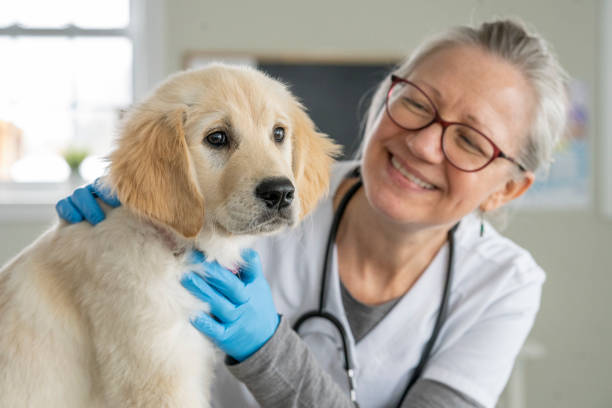 istock Female Veterinarian with a Puppy 1443406813