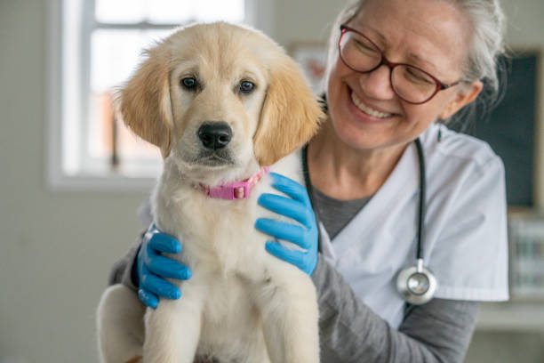 istock Female Veterinarian with a Puppy 1443406820