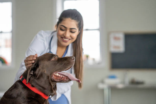 istock Female Veterinarian with a Puppy 1443406905