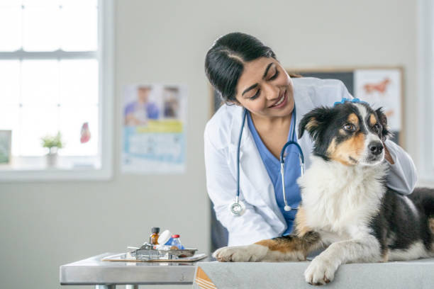 istock Veterinarian with a Senior Dog 1443406958
