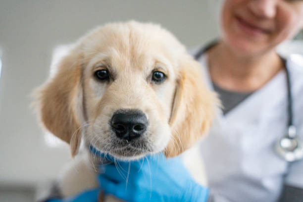 ritratto del cucciolo dal veterinario - animal recovery illness pets foto e immagini stock