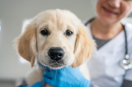 A sweet little Golden Retriever puppy sits up on his female Veterinarian's lap as he looks to the camera for a photo.  He is light brown and has a curious expression on his face.