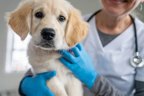 istock Puppy Portrait at the Vet 1443407036