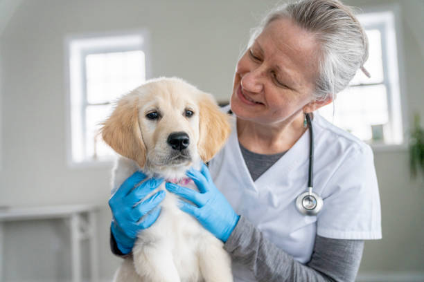 istock Puppy on a Veterinarian's Lap 1443407040