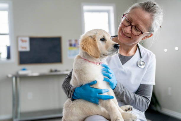istock Puppy on a Veterinarian's Lap 1443407041