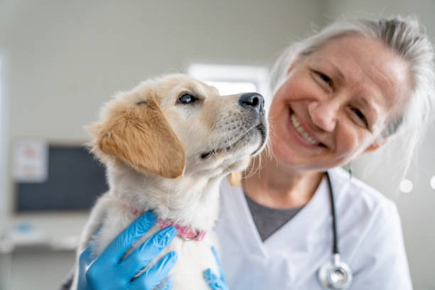 istock Puppy on a Veterinarian's Lap 1443407045