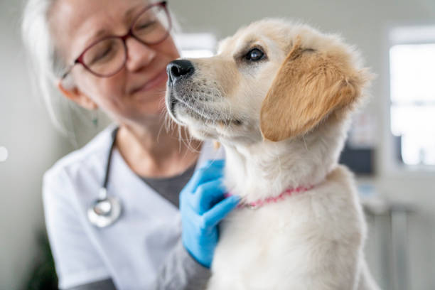 istock Puppy on a Veterinarian's Lap 1443407057