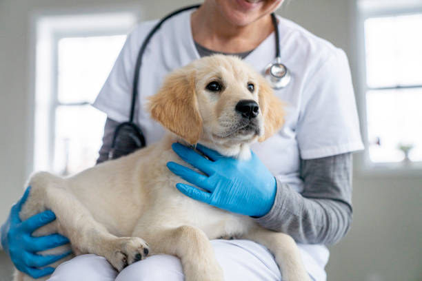 istock Puppy on a Veterinarian's Lap 1443407061