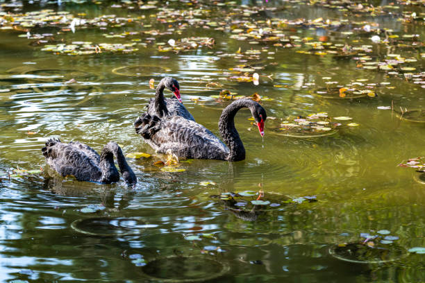 black swan in autumn pond