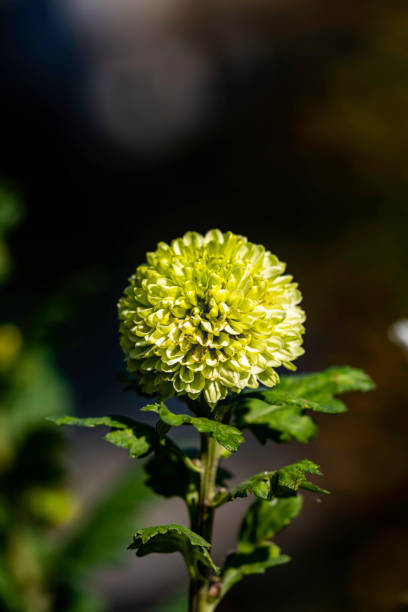Colorful chrysanthemum flower macro