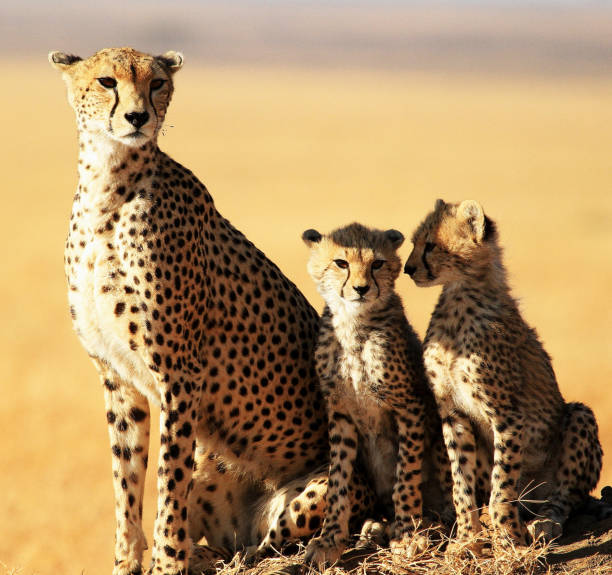 istock Beautiful Tanzania wildlife pictures 1443408557