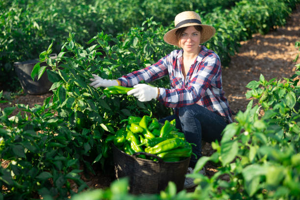 istock Woman picking green pepper on field 1443408865