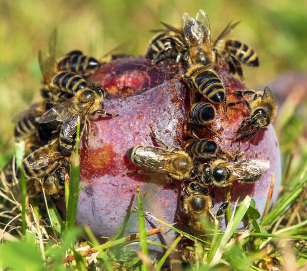 istock Bee honeybee Apis Mellifera, Honey bees on plum fruit 1443409565