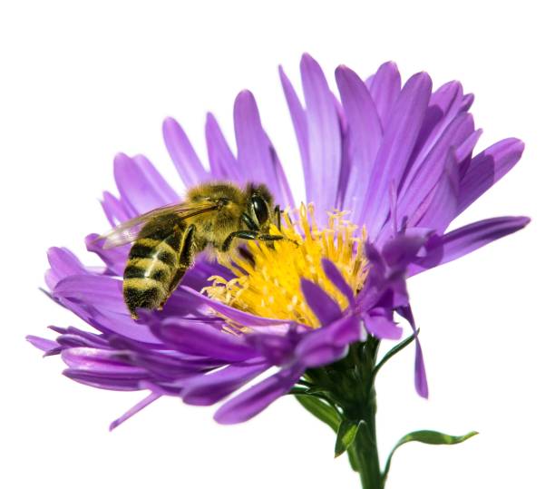 istock bee honeybee honey Apis Mellifera flower isolated 1443409878