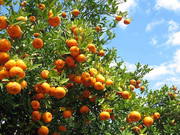 Orange Grove Orange grove. orange tree photos stock pictures, royalty-free photos & images