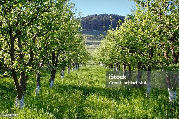 Foto de Pomar De Macieiras e mais fotos de stock de Agosto - Agosto, Outono, Agricultura