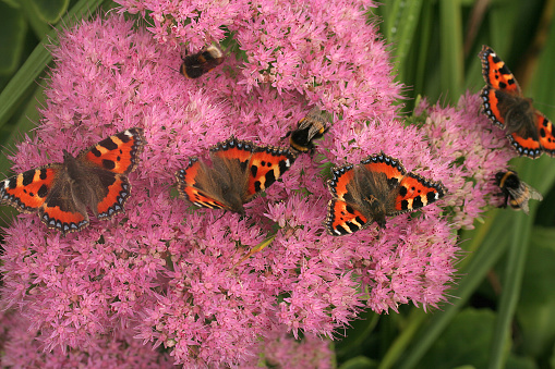 Butterflies and bees enjoying the flowers of sedum spectablis