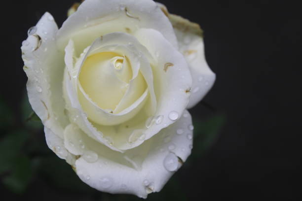 istock white roses are starting to bloom 1443414793
