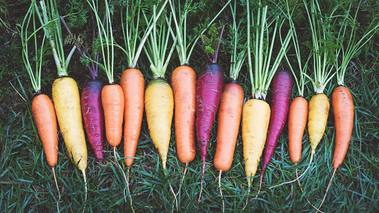 Multicolored rainbow carrots on grass in the garden, harvested carrot, overhead view