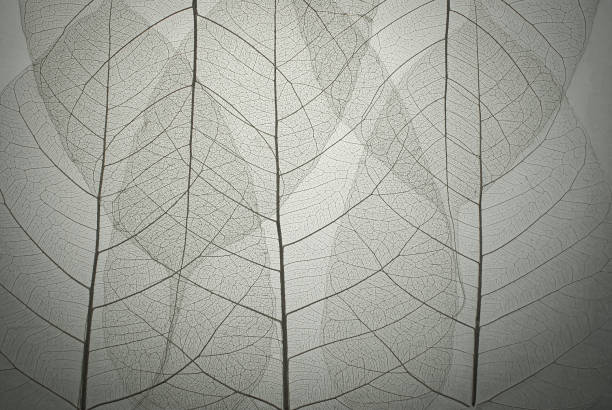 istock Top view of the leaf. Cell patterns  Skeletons leaves transparent shape .Abstract leaves from nature with Leaf veins abstract of Autumn background for creative banner designa for text and advertising. 1443416832
