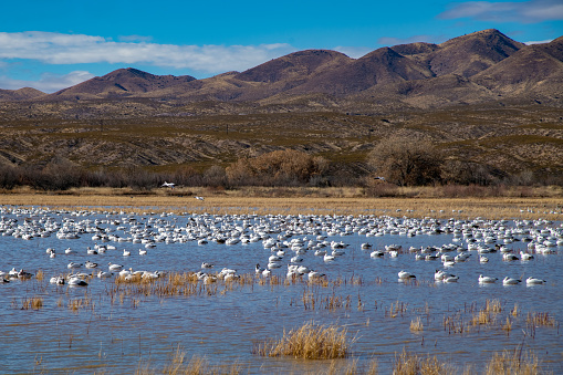 Snow geese flock resting on peaceful lake in New Mexico in southwestern USA.