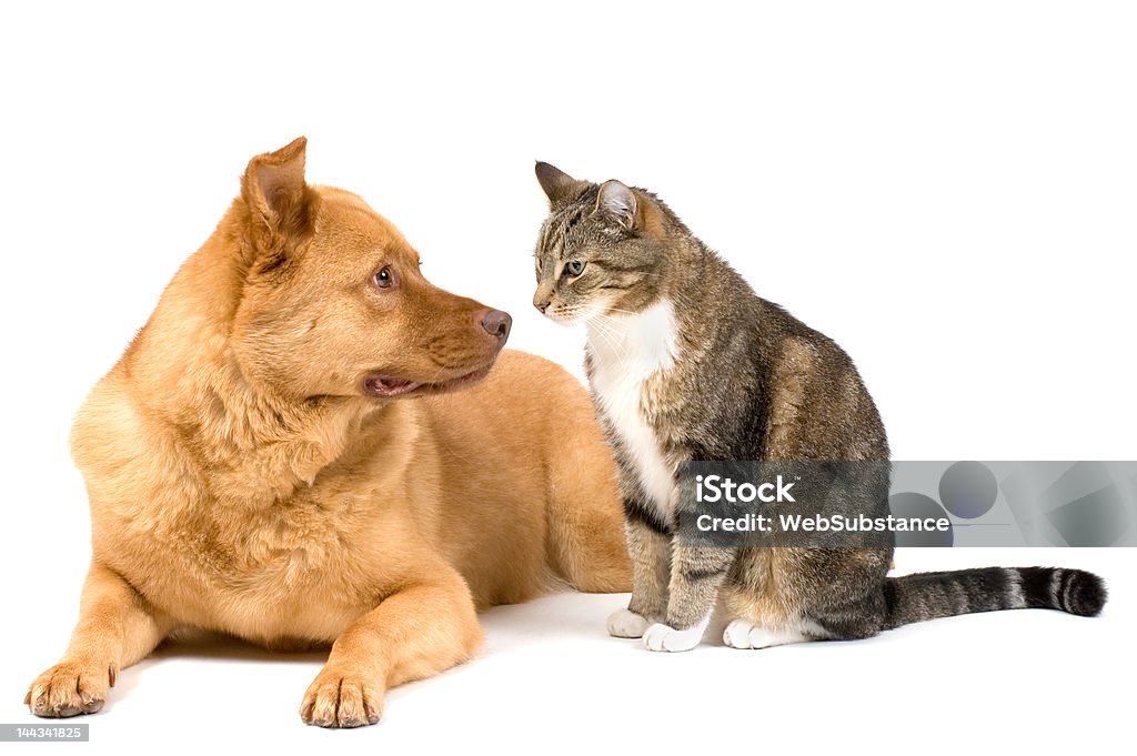 Dog and cat on white background Dog leaning and cat sitting isolated on white background Dog Stock Photo