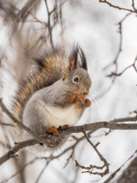 istock The squirrel with nut sits on tree in the winter or late autumn. 1443418651