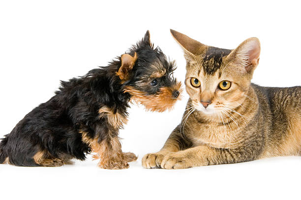 istock The puppy and kitten 144341870