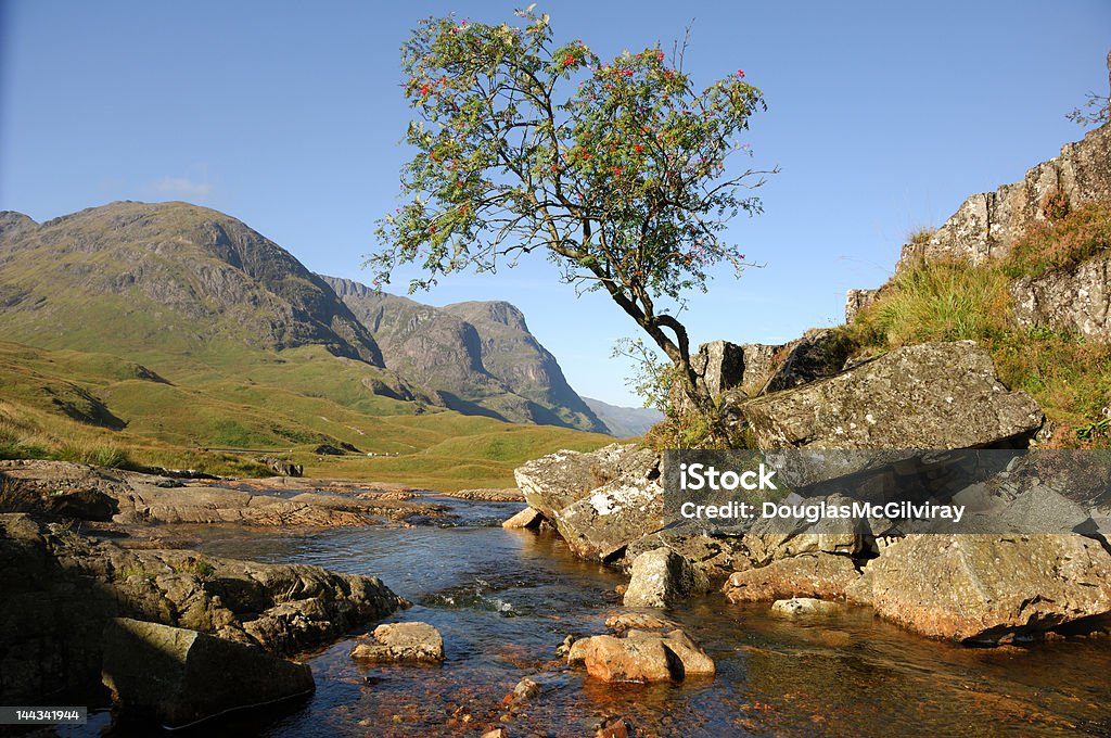 Glencoe rowan tree Glencoe with the rowans on the tree contrasting against the blue sky and the three sisters,the mountains,in the background. Beauty In Nature Stock Photo