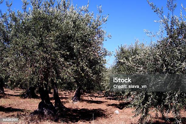 Oil Tree In Sicily At Summer Stock Photo - Download Image Now - Agricultural Field, Agriculture, Anxiety