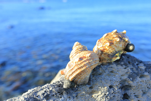 A family of horned conch that left the sea and climbed onto the basalt