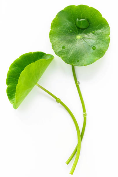 istock Close up centella asiatica leaves with rain drop isolated on white background top view. 1443421053