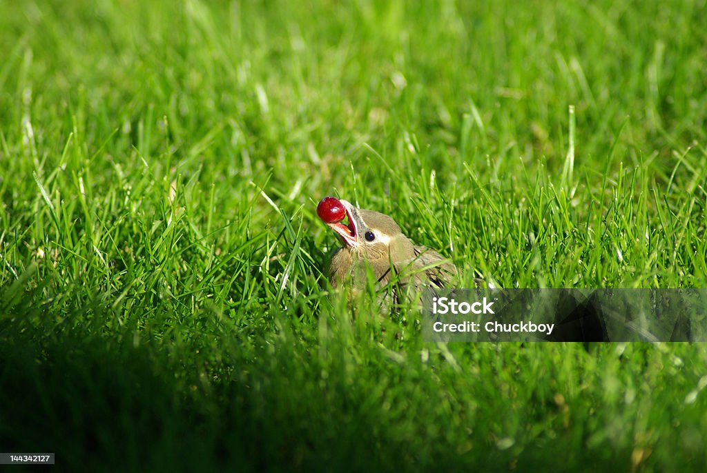 Большой обед-Маленькая птица - Стоковые фото Американский свиристель роялти-фри