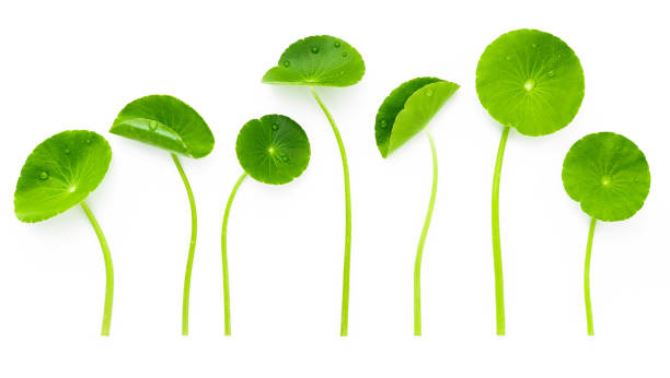 istock Close up centella asiatica leaves isolated on white background top view. 1443421427